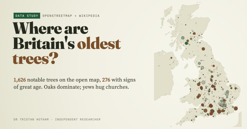 Title card reading 'Where are Britain's oldest trees?' on pale paper, beside a map of Britain dotted with notable trees from OpenStreetMap, brown for oaks and dark green for yews, bigger dots for bigger girths. Text: 1,626 notable trees on the open map, 276 with signs of great age. Oaks dominate; yews hug churches.